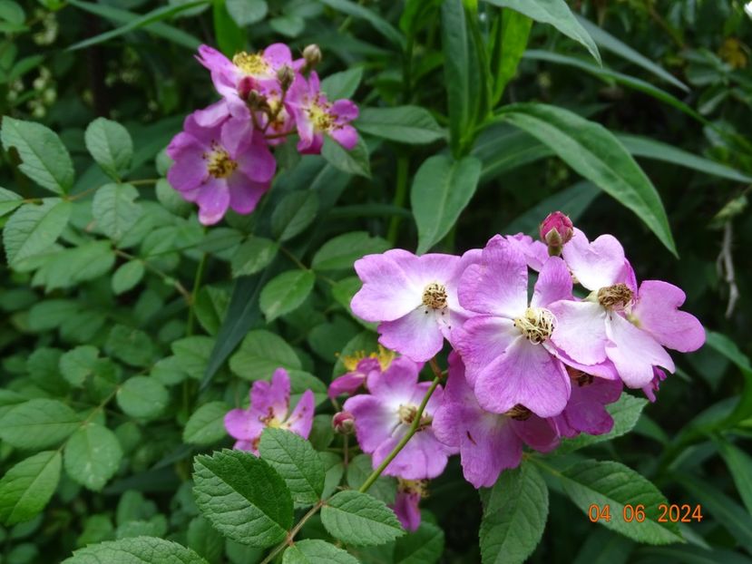  - Trandafiri 2024 3