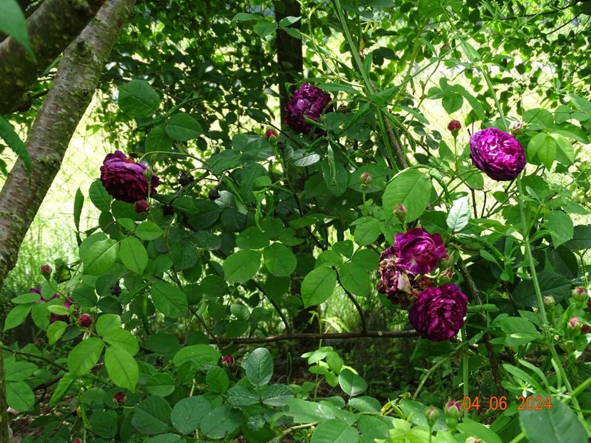  - Trandafiri 2024 2