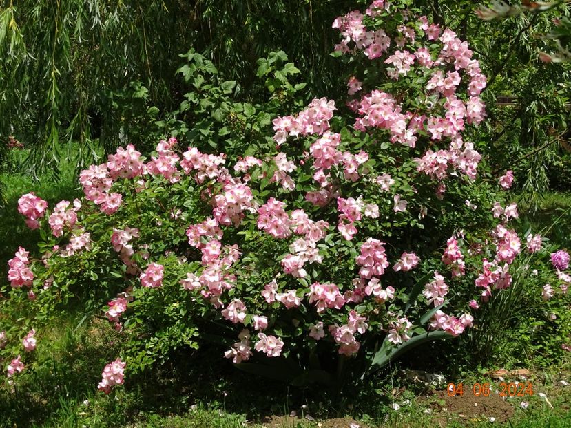  - Trandafiri 2024 2