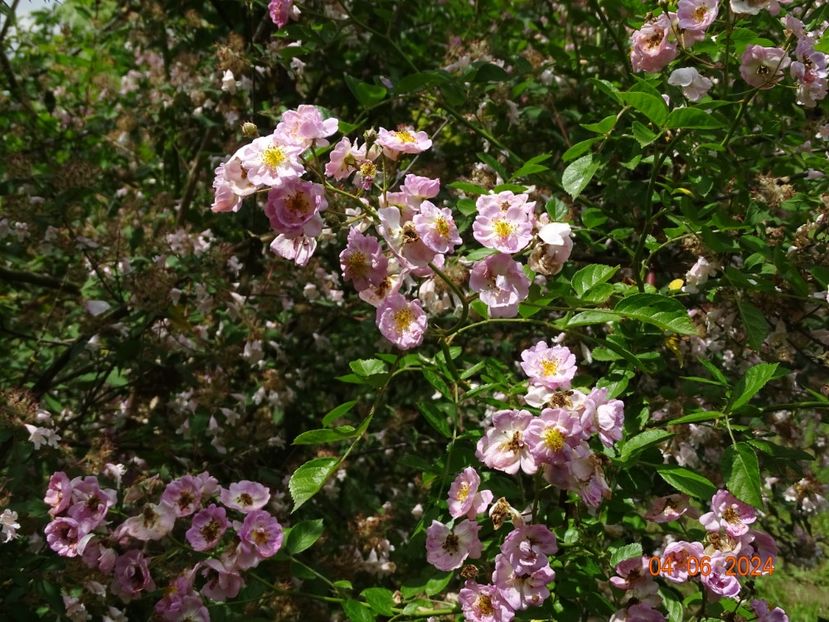  - Trandafiri 2024 2