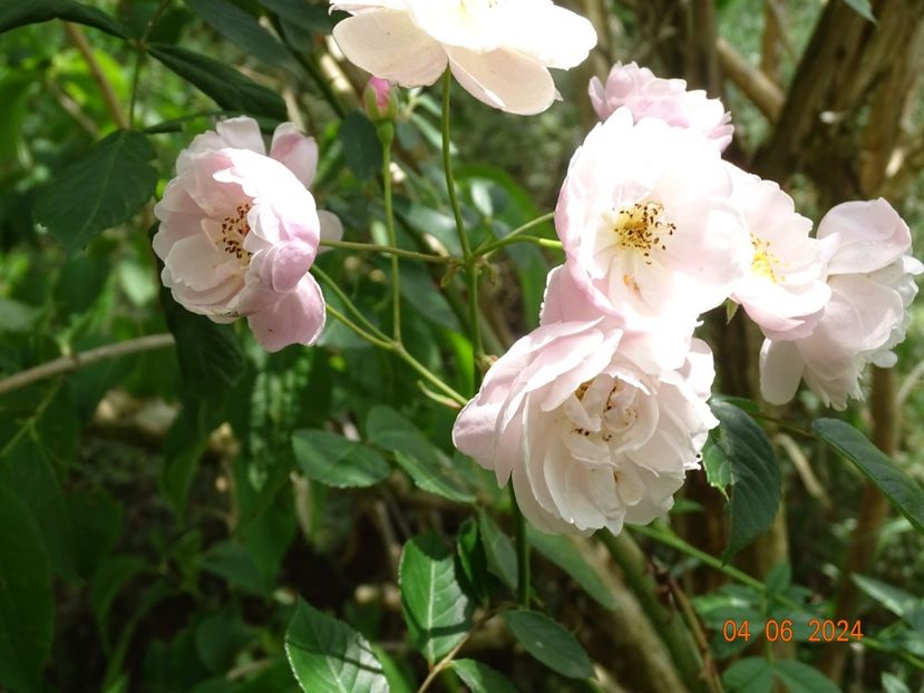  - Trandafiri 2024 3