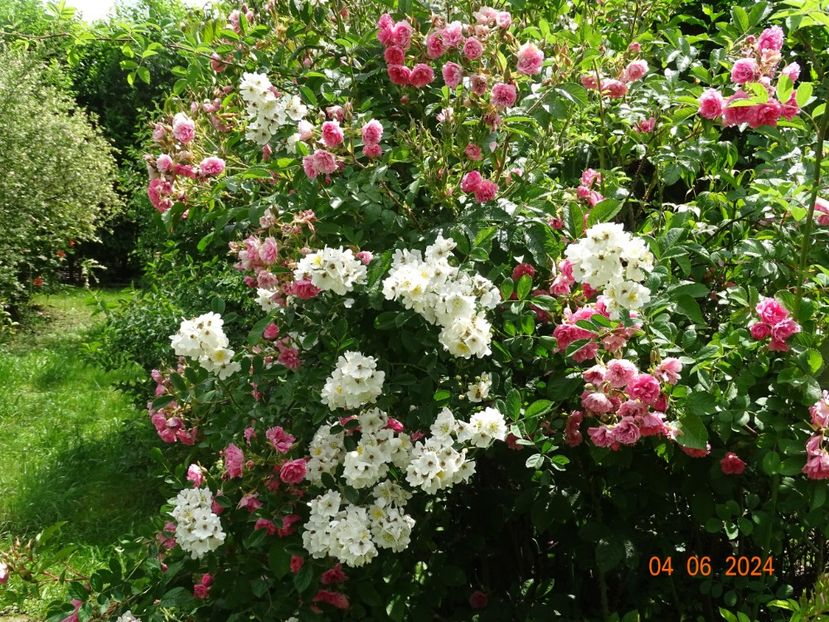  - Trandafiri 2024 2