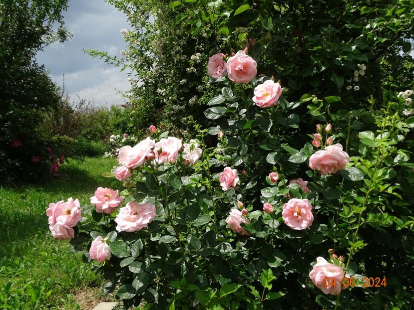  - Trandafiri 2024 3
