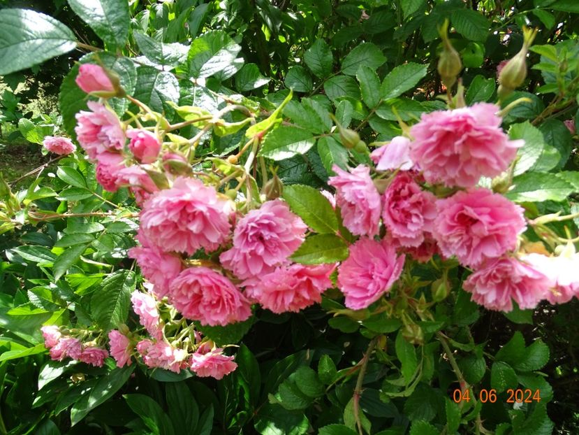  - Trandafiri 2024 2