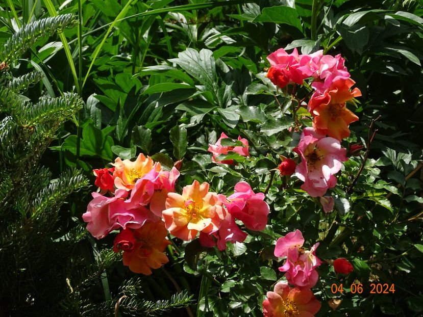  - Trandafiri 2024 2