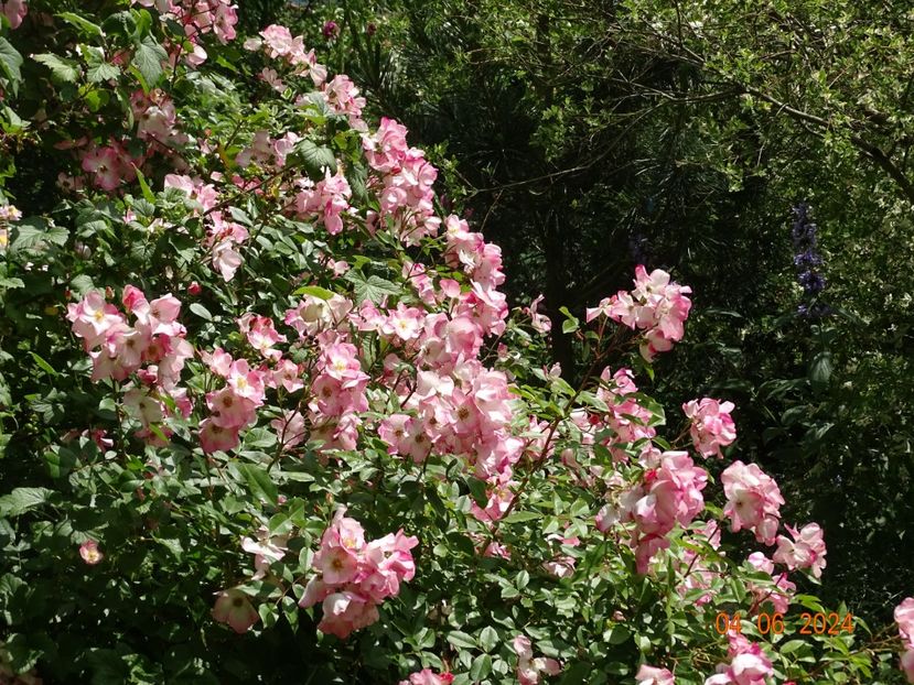  - Trandafiri 2024 2