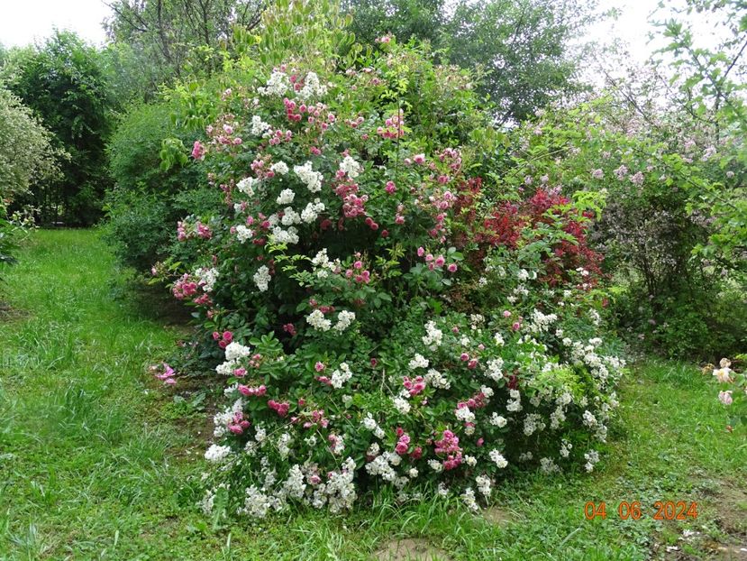  - Trandafiri 2024 2