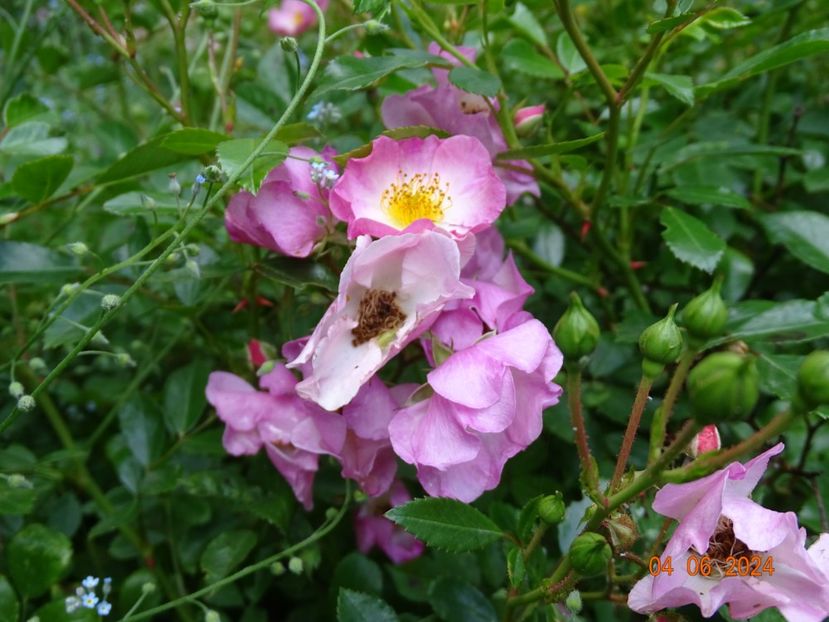  - Trandafiri 2024 2