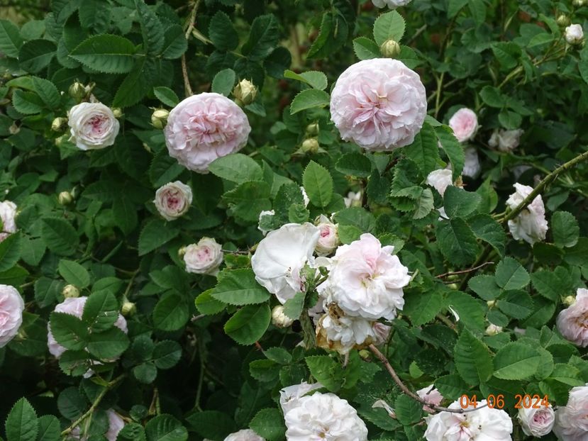  - Trandafiri 2024 2