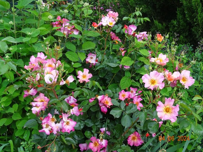  - Trandafiri 2024 3