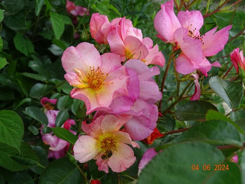  - Trandafiri 2024 3