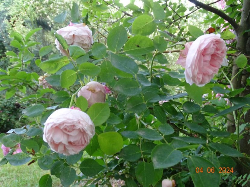  - Trandafiri 2024 3