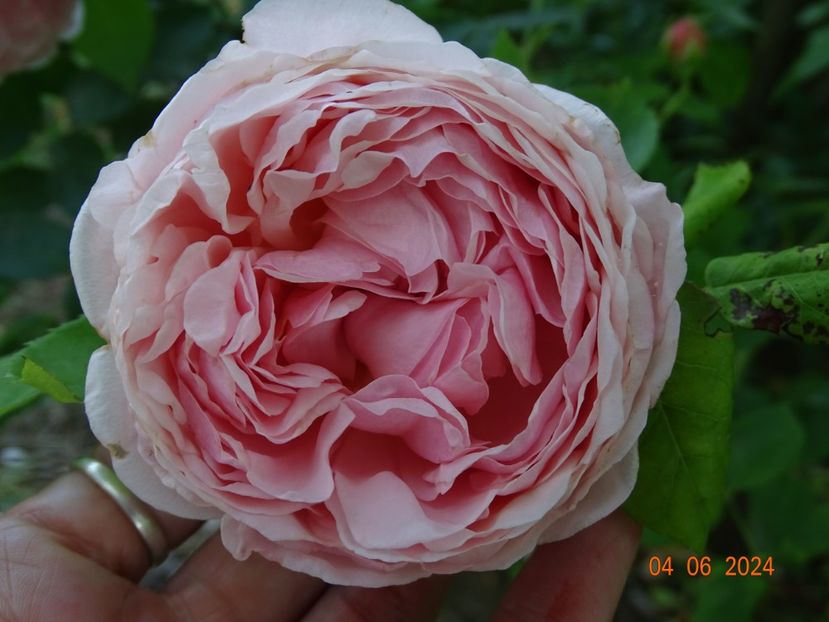  - Trandafiri 2024 3