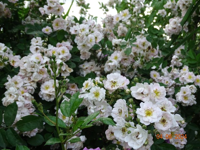  - Trandafiri 2024 3