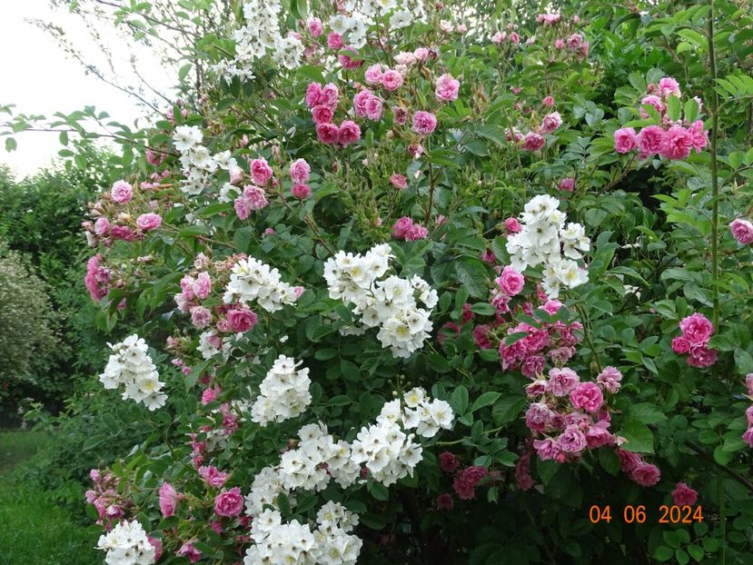  - Trandafiri 2024 3