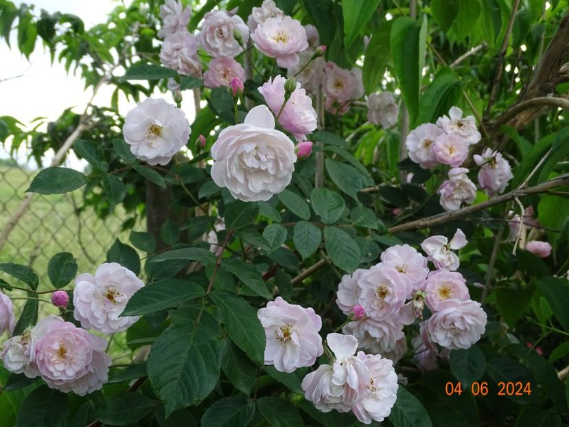  - Trandafiri 2024 3