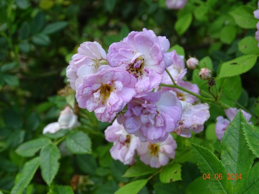  - Trandafiri 2024 3