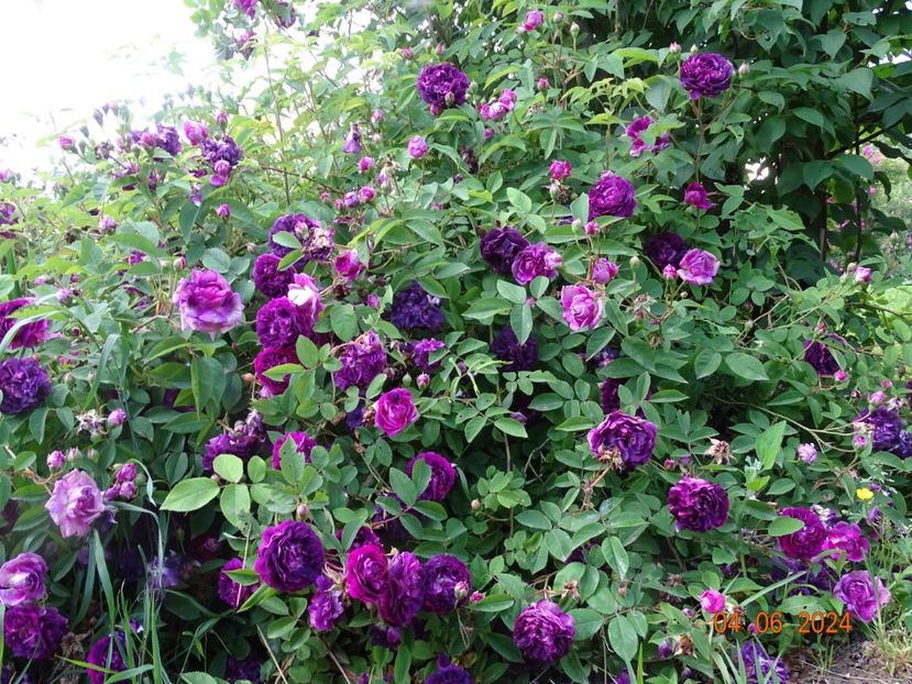  - Trandafiri 2024 3