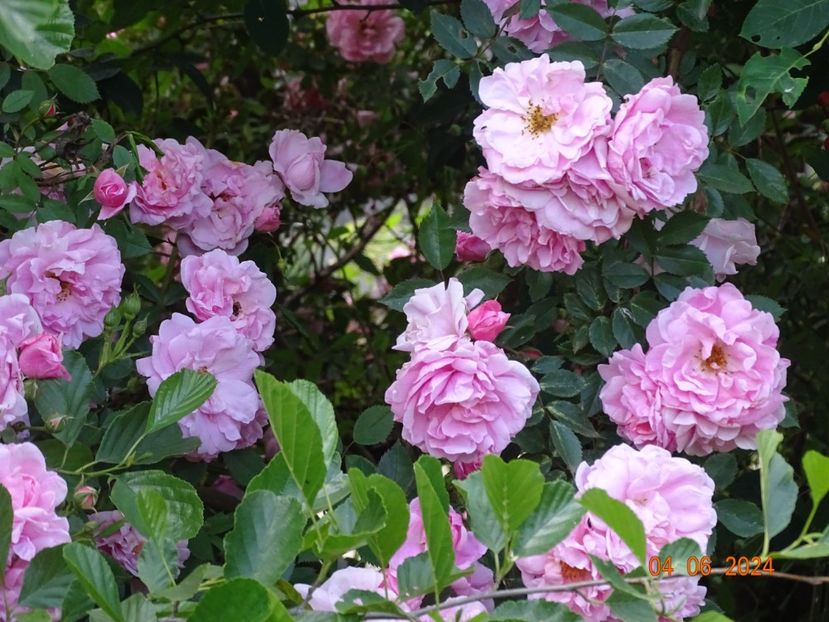  - Trandafiri 2024 3