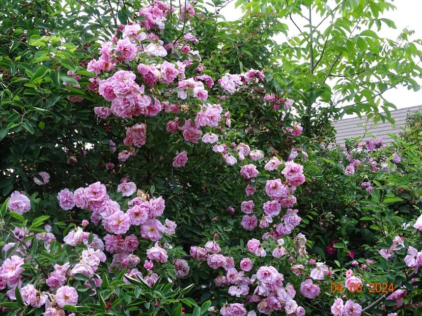  - Trandafiri 2024 3