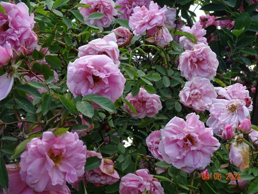  - Trandafiri 2024 3