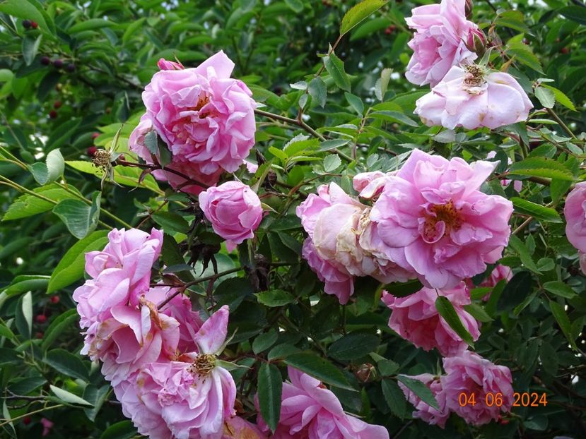  - Trandafiri 2024 3