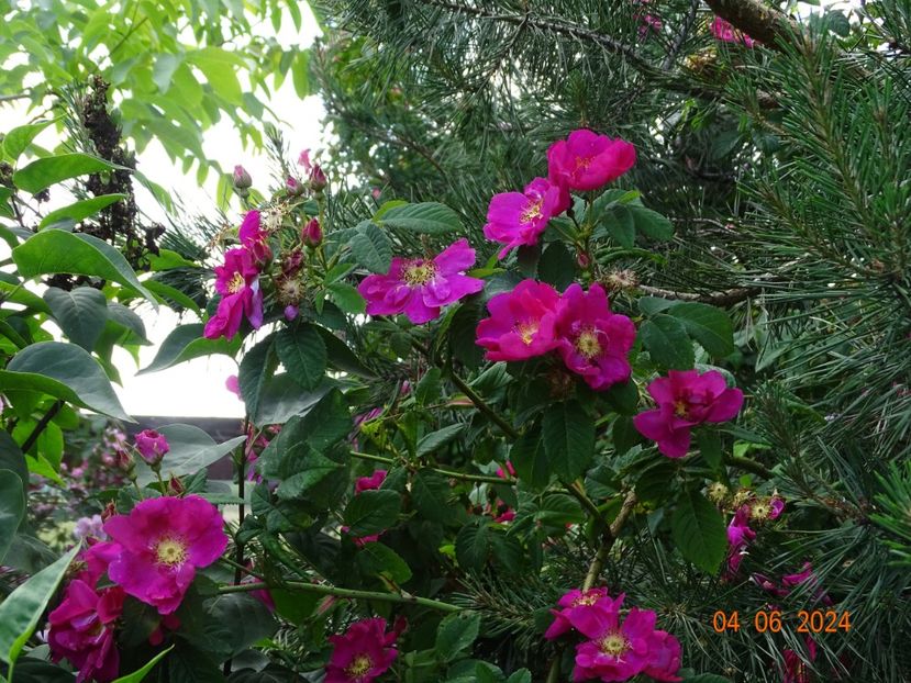  - Trandafiri 2024 3