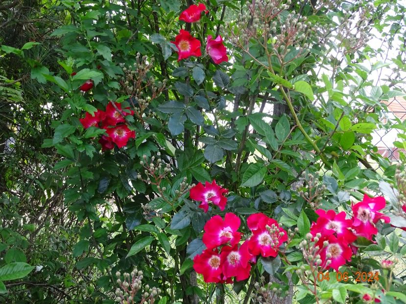  - Trandafiri 2024 3