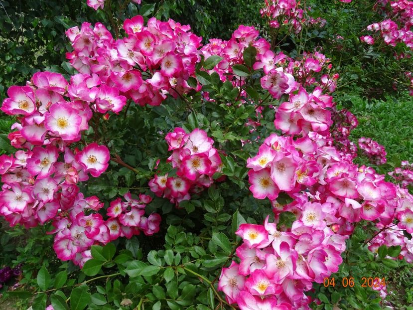  - Trandafiri 2024 3