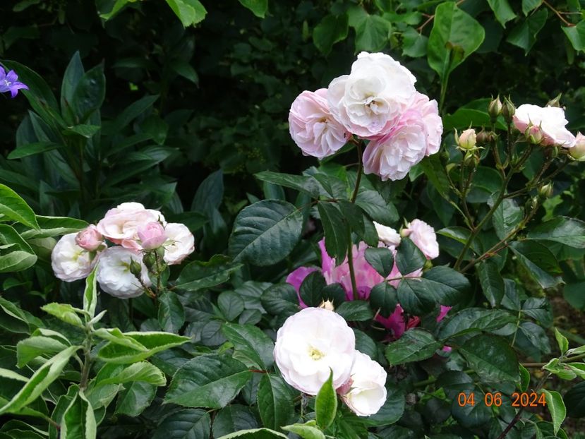  - Trandafiri 2024 3