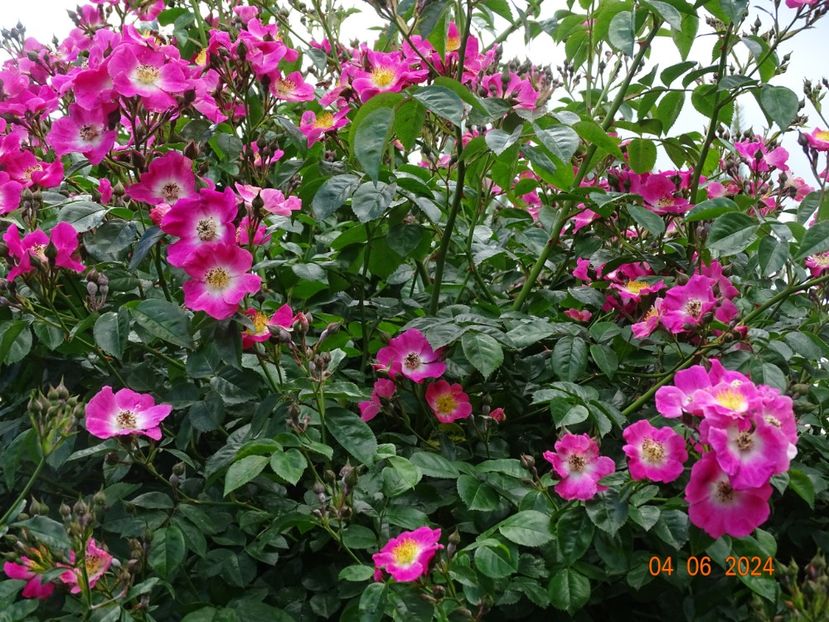  - Trandafiri 2024 3