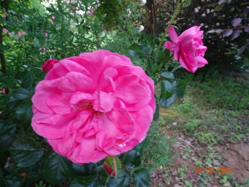  - Trandafiri 2024 3