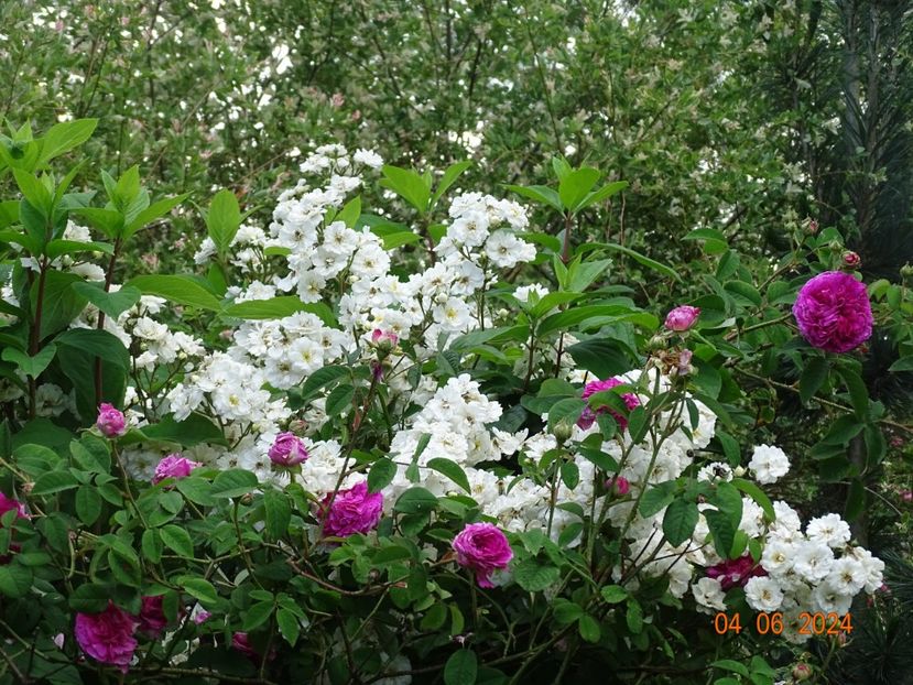  - Trandafiri 2024 3