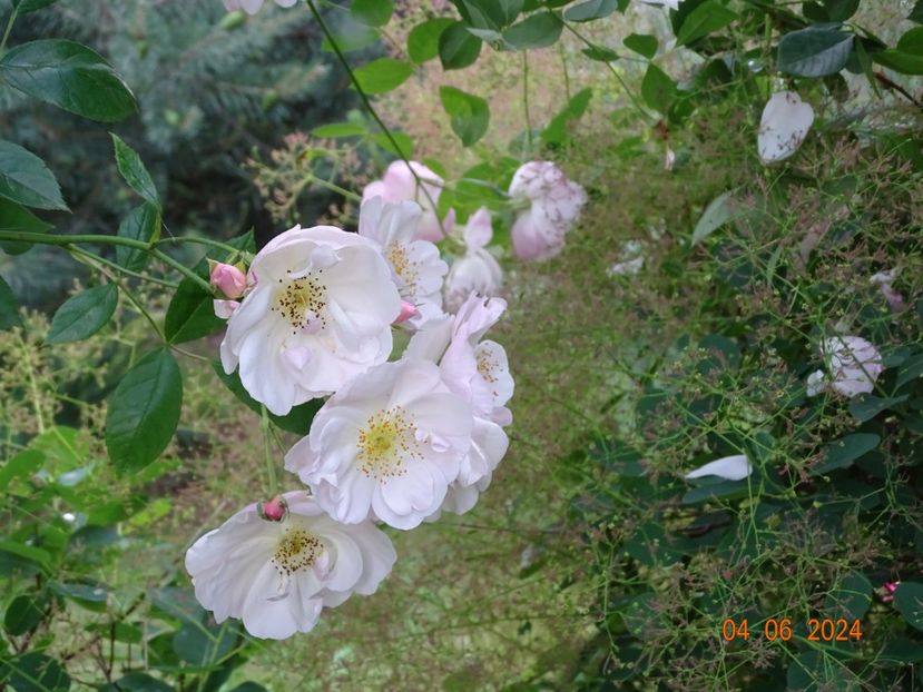  - Trandafiri 2024 3