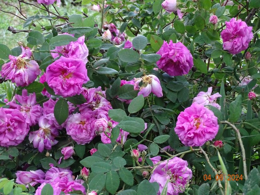  - Trandafiri 2024 3