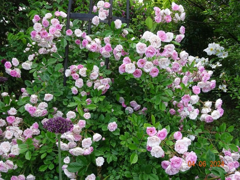  - Trandafiri 2024 3