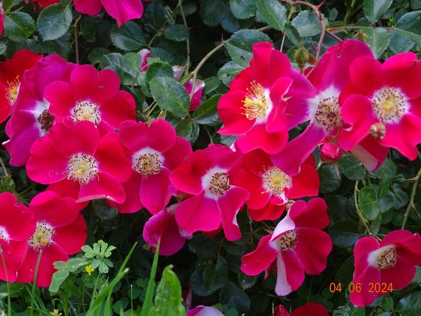  - Trandafiri 2024 3
