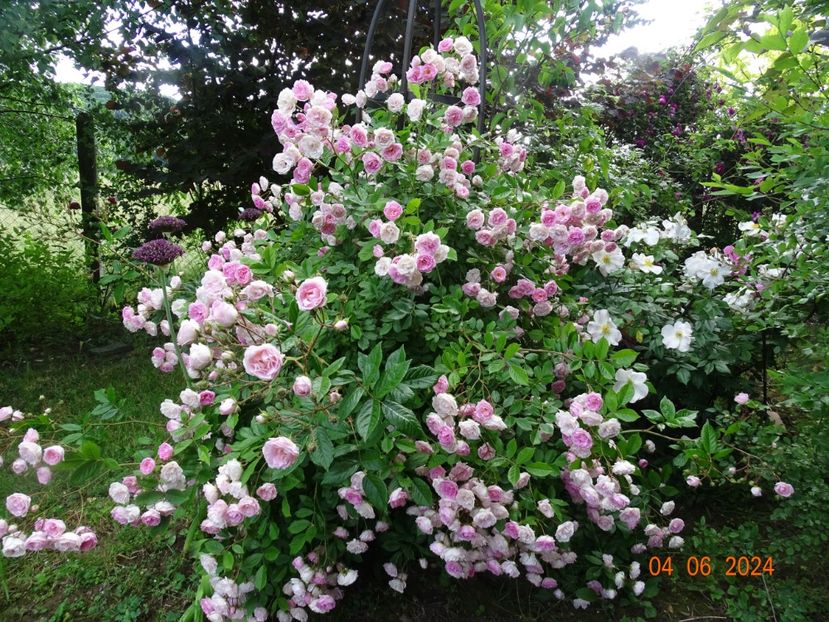  - Trandafiri 2024 3