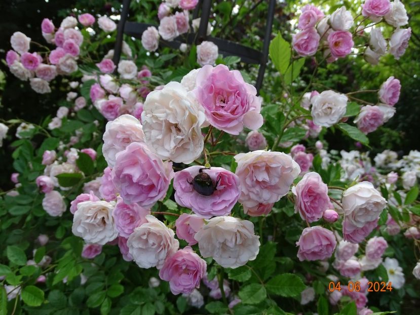  - Trandafiri 2024 3