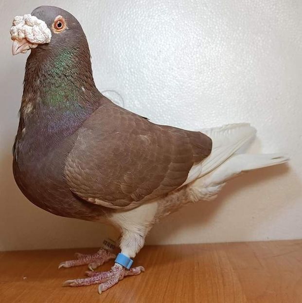  - Nu îmi aparțin 7