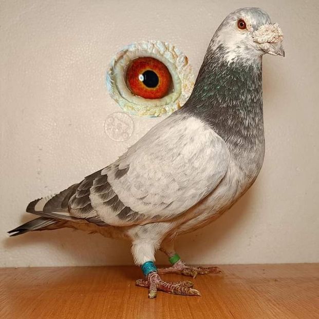  - Nu îmi aparțin 7