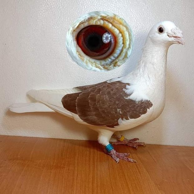  - Nu îmi aparțin 7