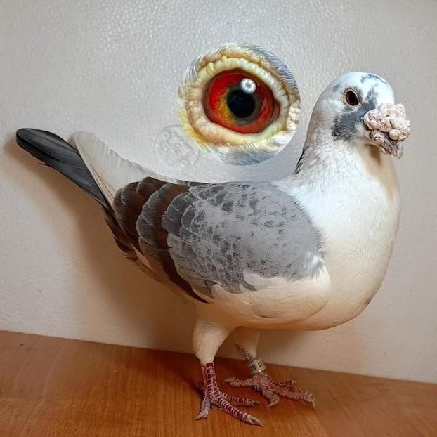  - Nu îmi aparțin 7