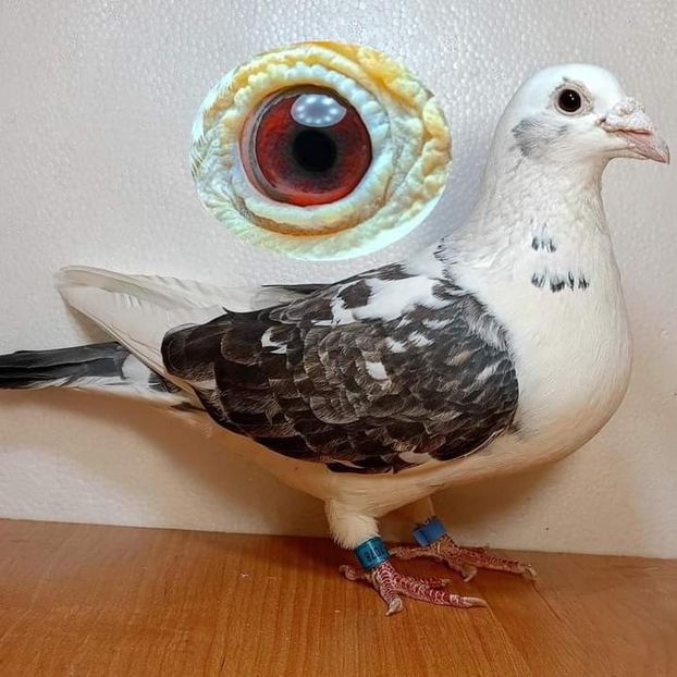  - Nu îmi aparțin 7