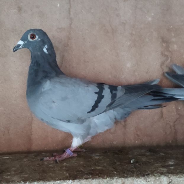 Femela 24-529 - Porumbei vanduti