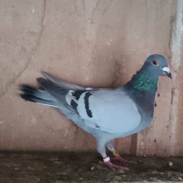 Femela 24-567 - Porumbei vanduti