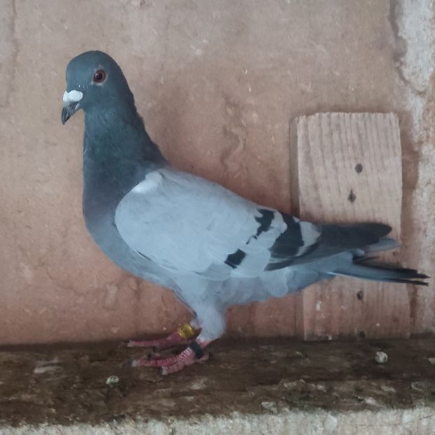 Mascul 24-131 - Porumbei vanduti