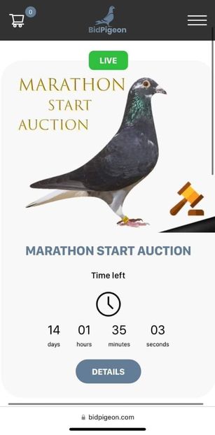  - Nu îmi aparțin 7