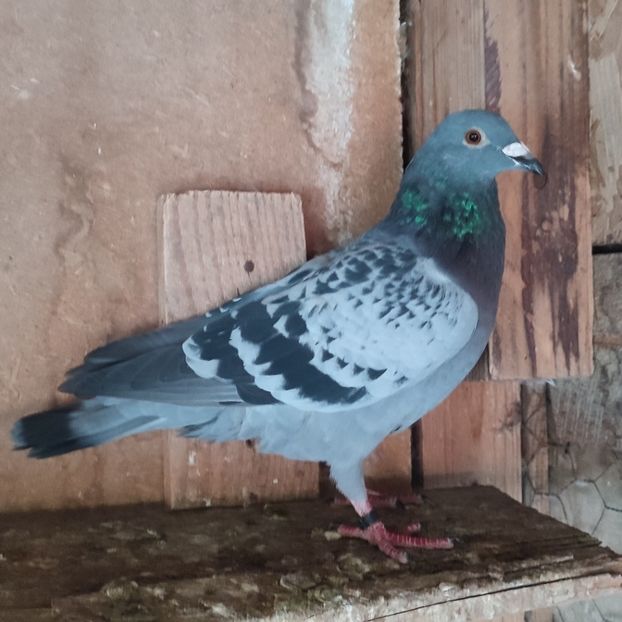 Mascul 24-729....-10 lei - Porumbei vanduti