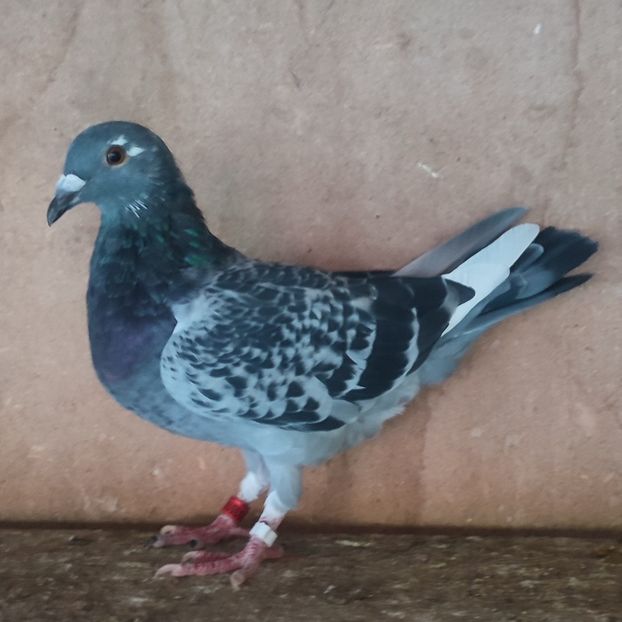 Femela 22-510 - Porumbei vanduti